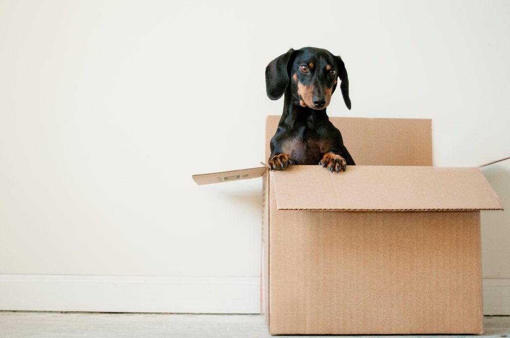 Moving to the Suburbs During COVID: 3 Benefits of the 2021 Quick Sale 3 A black and brown dachsund peaking his head out of a moving box.